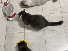 -momokira米努特·德文卷毛猫·棉花面纱犬