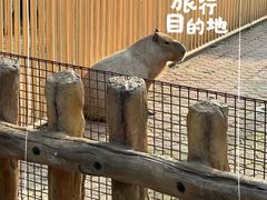 -上海野生动物园