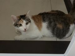 -美联众合动物医院·24h转诊中心