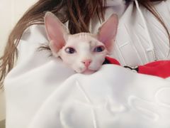 -猫小院猫主题咖啡厅(北锣店)