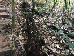 -武吉知马自然保护区