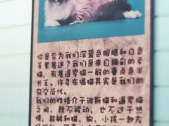 -猫咪博物馆(顶澳仔猫街店)
