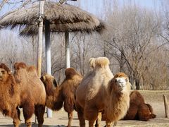 -北京野生动物园