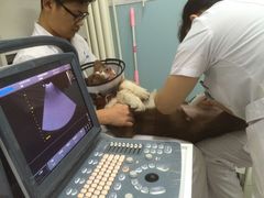 -中农大我爱我爱24h动物医院·中医针灸·猫专科·骨科医疗中心(双井店)