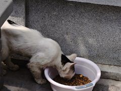 -西安大兴善寺