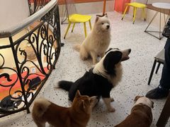 -喜柴咖啡·柴犬狗咖