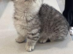 -伟伟宠物医院·CT影像中心·瑞派犬猫综合性门诊(汉口总院)