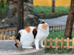 -西园寺