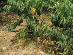 -南汇老顾农家乐采摘大团水蜜桃采摘店