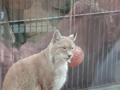 -青藏高原野生动物园