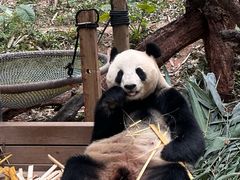 -广州长隆野生动物世界