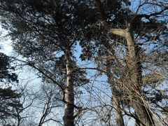 -北陵公园
