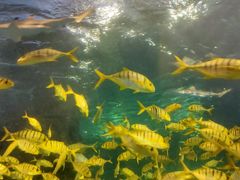 -太平洋海底世界