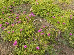 -白鹭湾湿地公园