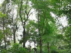 -成都市活水公园