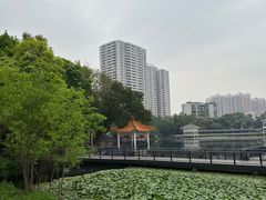 -荔湾湖公园
