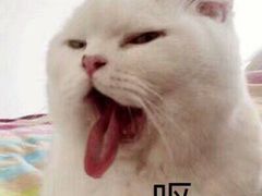 -周记传统糕点PASTRY(蜀汉路店)