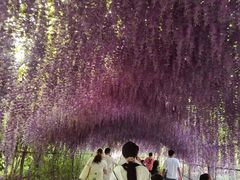 -大塘金香草谷