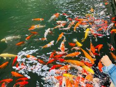 -南宫五洲植物乐园