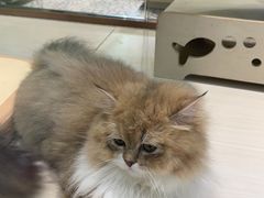 -momokira米努特·德文卷毛猫·棉花面纱犬