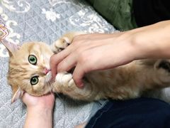 -东方名猫馆·英短金渐层布偶猫舍(环线广场1号楼店)