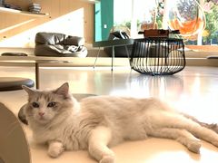 -飞行喵MR PILOT|猫舍·猫咖(静安大融城店)