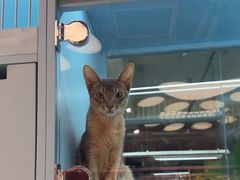 -FAELING PETS美天灵宠物(合生汇店)