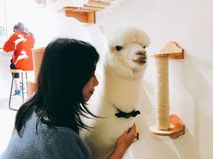 -Heymao猫咖.咖啡厅(东门店)