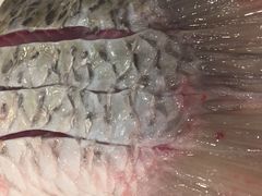 -正能量脆肉鲩火锅