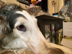 -暖阳宠物医院·犬猫康复中心·骨科