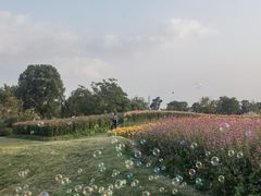-径山花海