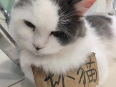 -怪兽屋·羊驼·猫咖·狗咖(俊华广场店)