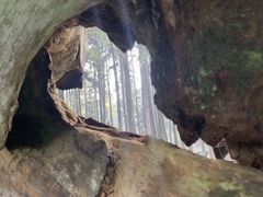 -阿里山神木遗迹