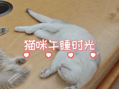 -帕帕拉兹宠物(亚洲旗舰店)