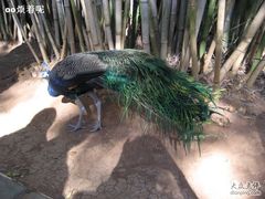 -昆明动物园