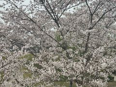 -羊山湖公园