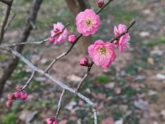 -梅花山(明孝陵内)