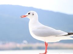 -海埂大坝