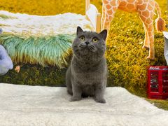 -囡的喵喵酱·萌宠生活馆·宠物洗护美容(胶州路店)