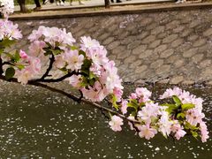 -大望京公园