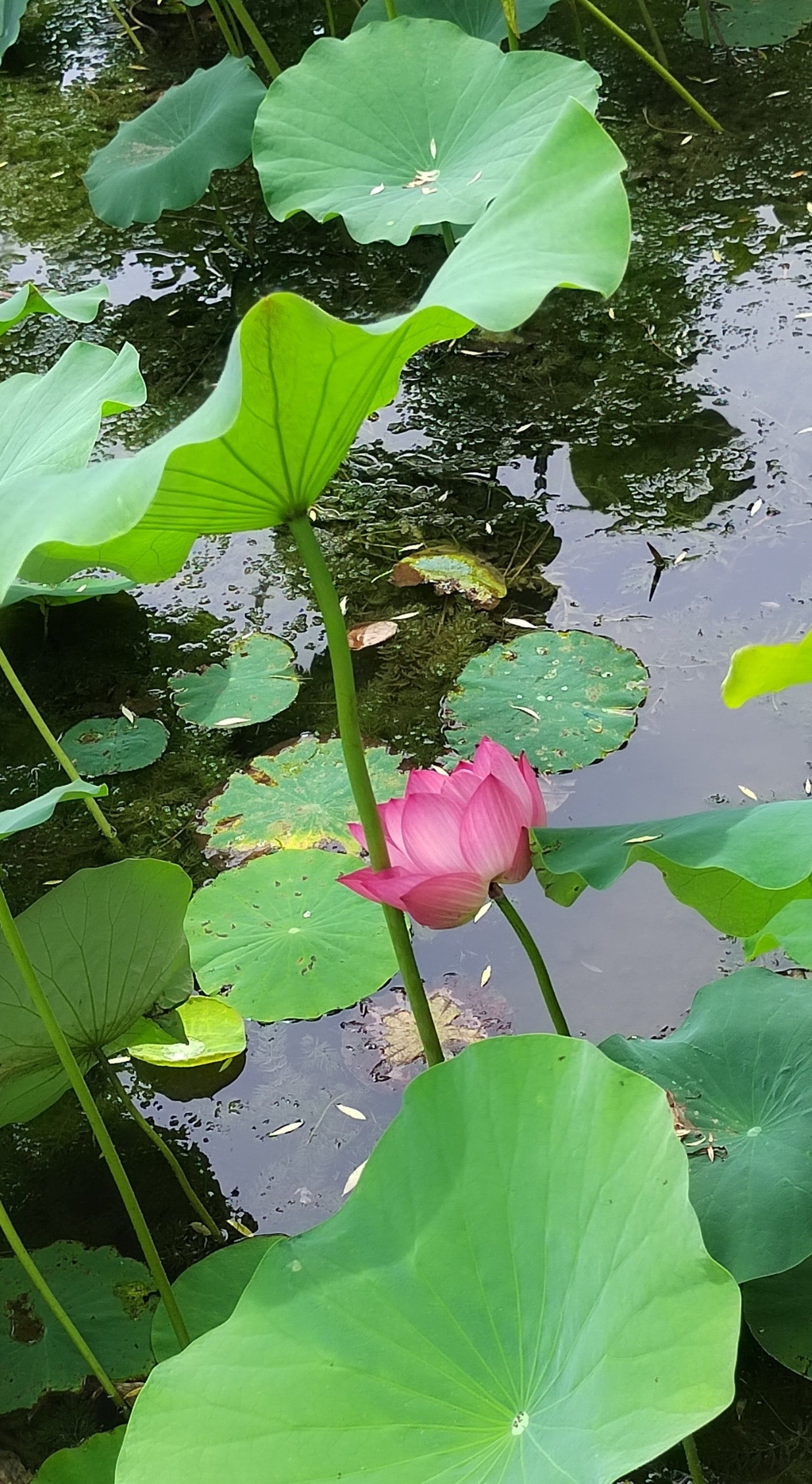 n
六月西安已经进入酷夏,往年初夏凉爽,今年炎热的气温,让灌木