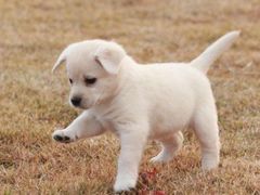 -瑞鹏宠物医院犬猫全科(真大分院)