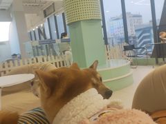 -怪兽屋·羊驼·猫咖·狗咖(俊华广场店)