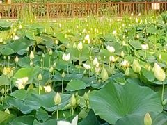 -莲花池公园