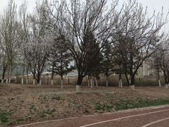 -丁香湖公园