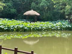 -上海滨江森林公园