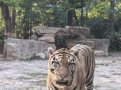 -上海野生动物园老虎餐厅