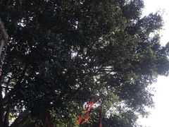 -三水森林公园