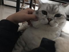 -特一安24小时宠物医院·骨科·中兽医