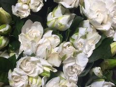 -循礼门鲜花花市(武汉循礼门店)